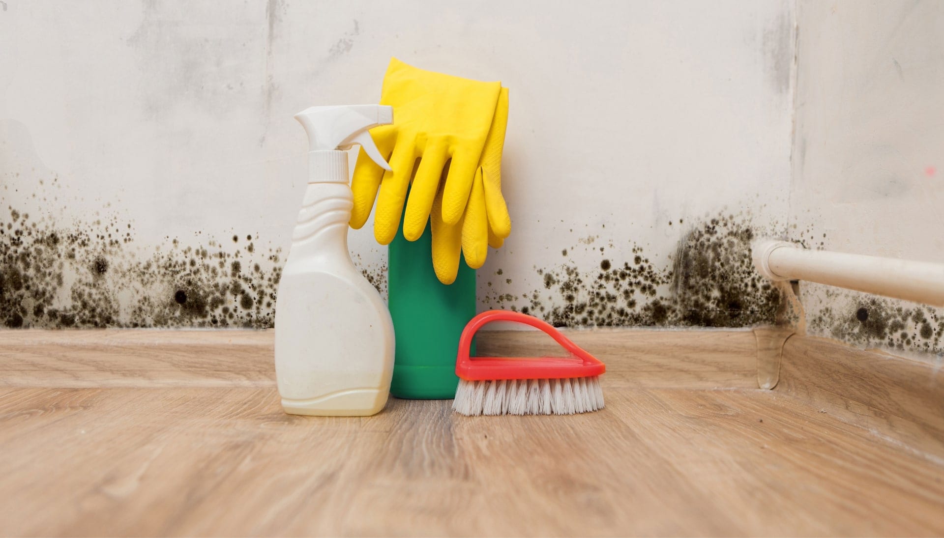 Know About Mold Removal InSalt Lake City